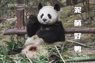 让人一秒变开心的熊猫表情包,你get到了吗