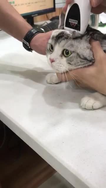 猫咪你不晓得老子开了天眼吗猫咪表情太搞笑了,好无奈啊
