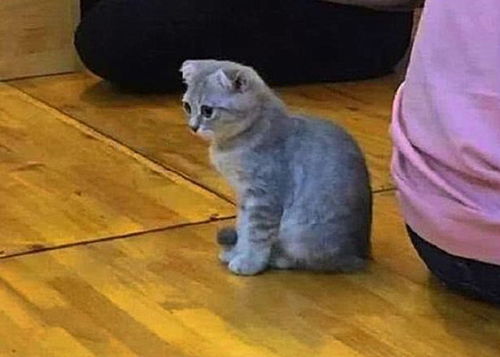 猫咖里有不少客人,却都在忙着刷手机,被冷落的猫咪表情太好笑