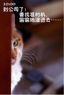 猫咪搞笑屌丝表情演绎上班族的一天