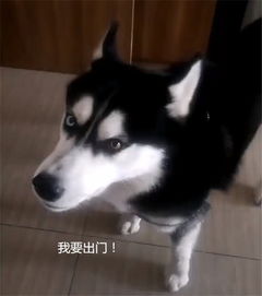 二哈偶遇作业中的挖掘机,愣在原地看呆了比我还会拆啊