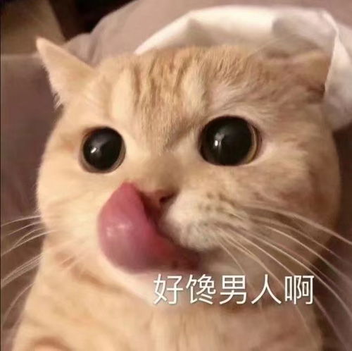 有趣的憨憨文案2
