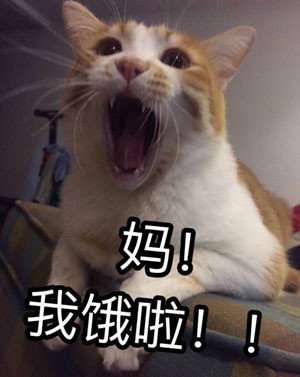 手机游戏最新影视娱乐最新最热门影视娱乐红鼠手游网红鼠手游网