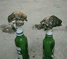 搞笑gif动态图不要看别的,光看这眼神像不像