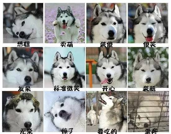 带上您的萌宠,来逛商场吧