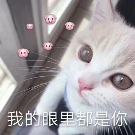 猫咪土味情话表情包看你那么傻,抱抱好了