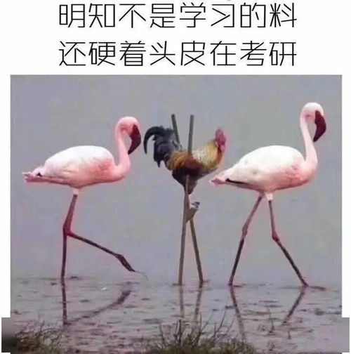 微信上新一波表情,原来是为厦大考研人准备的啊你收到了么