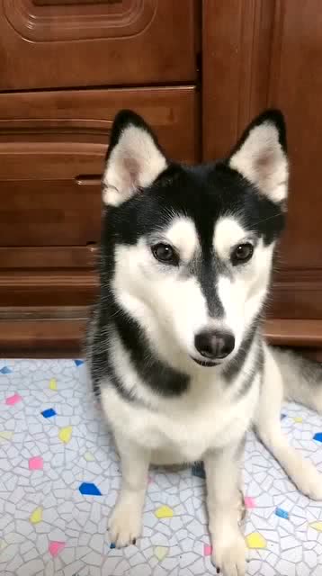 假如狗狗也有音乐细胞,二哈这表情要不要这么可爱