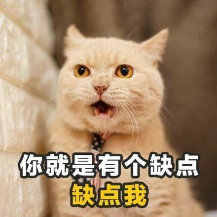 萌萌哒的喵星人微信带字表情包妹子专用喵星人表情包