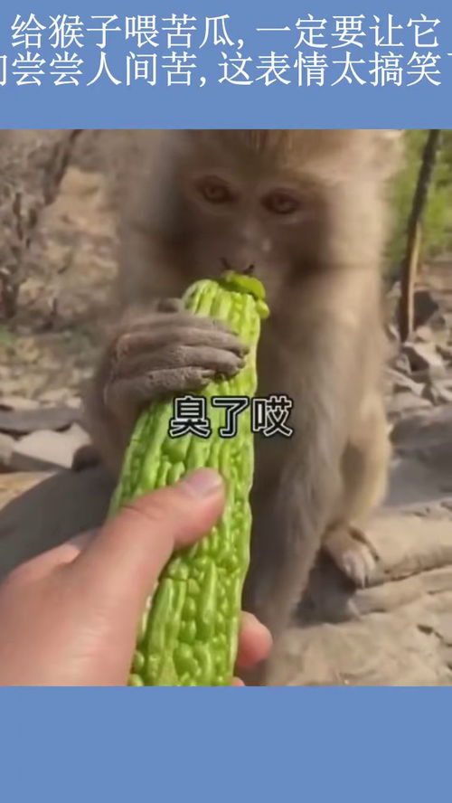 给猴子喂苦瓜,一定要让它们尝尝人间苦,这表情太搞笑了