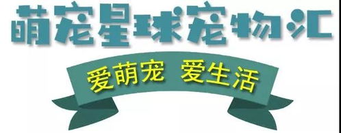 搞笑猫咪表情包前方高能,一大波沙雕猫正在接近