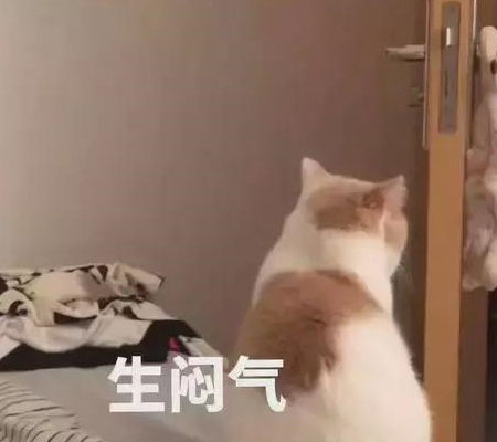 那些抛弃猫的借口,你最不能忍受第几个
