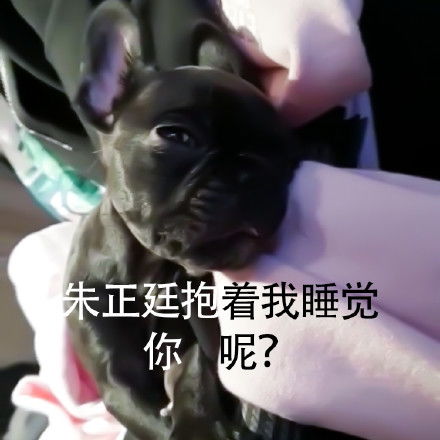 ninepercent搞笑表情包金毛