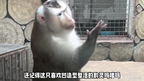 黔灵山网红猴化身行走的表情包,不光浑身都是戏还各种凹造型整活