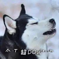 搞笑沙雕表情包图片哈士奇