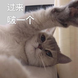 猫咪表情包今晚一起睡吗