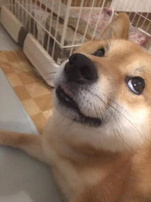 戏精柴犬的戏精人生,每个表情都是要搞事情