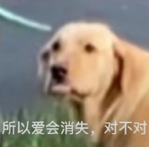 搞笑表情包第二百八十三期