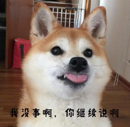 谁知道这狗什么品种