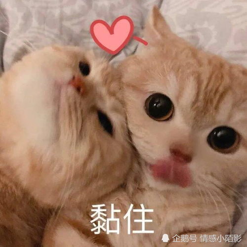 猫咪表情包难道我不是你最爱的小猫咪嘛