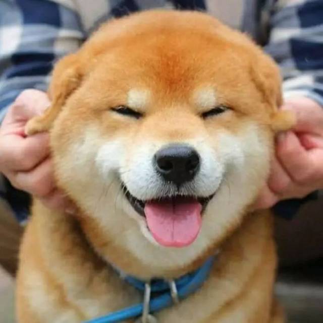 一大波柴犬萌照,当壁纸也适用,又一个微笑天使