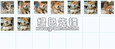 柴犬行走的表情包柴犬表情包卡通图片最新免费版软件下载