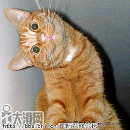 表情包搞笑头像动物