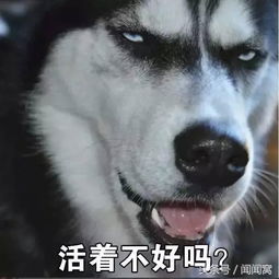 柴犬来了,二哈地位不保