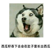 哈士奇惊讶的表情图片搞笑表情包盘点被别人从小骗到大的话