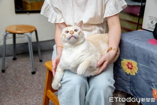 天生斗鸡眼国术馆的猫搞笑戏超足网狂存图做表情包