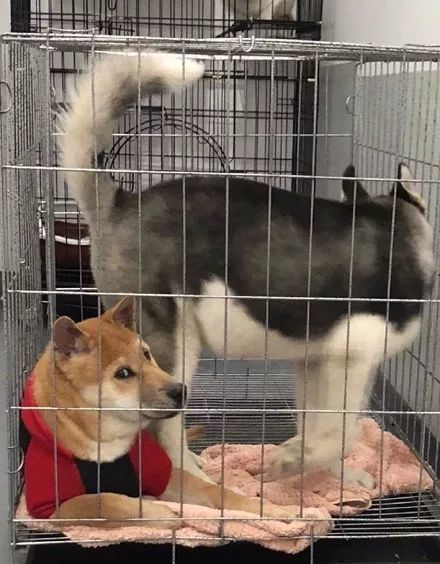 把柴犬跟哈士奇关在一起,柴犬一副嫌弃的表情也是很魔性