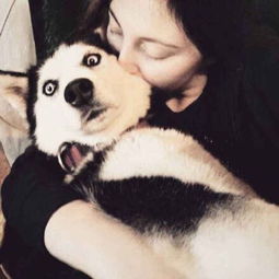 养柴犬与养哈士奇的区别那么大宠物都不好养呀