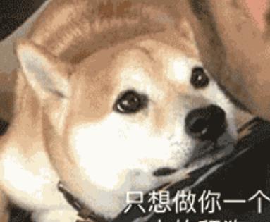 前有舔狗,后有舔猫,喵星人这是本喵见过最难舔的毛