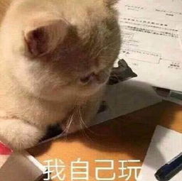 小猫咪,在线吼人我常常因为不够优秀,而感觉和你们格格不入
