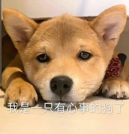 你们的表情包大户上线了快来存图
