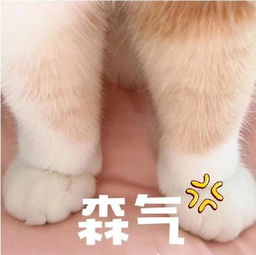 猫咪表情包合集你都没有胸,凶什么凶