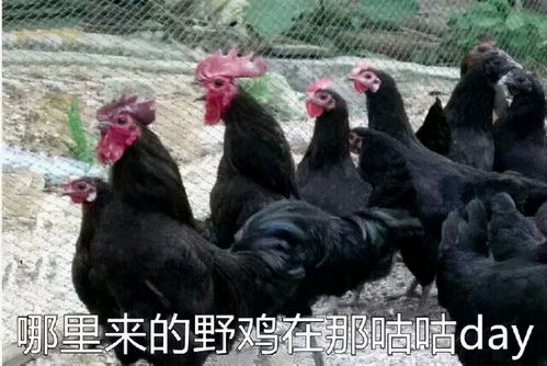 搜刮到的热门搞笑表情包大全