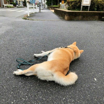 柴犬头像搞笑高清图片单身狗头像柴犬系列