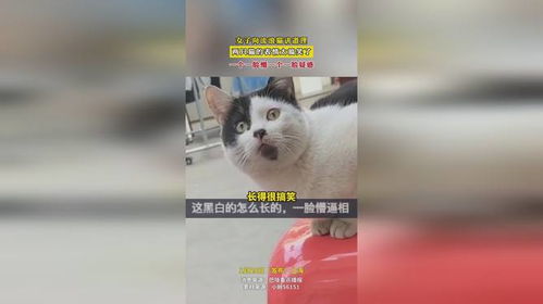 女子向流浪猫讲道理,两只猫的表情太搞笑了,一个一脸懵一个一脸疑惑