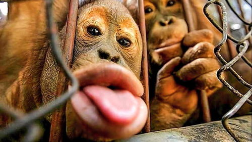 这猴子怕是成了精,还会嘲讽勾引的表情,6个最有趣的猴子