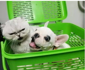 小奶狗刚到新家,把猫咪当成妈妈,猫咪嫌弃的表情太好玩了