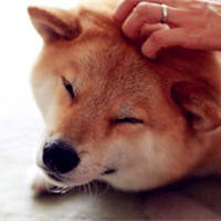 柴犬qq头像图片大全