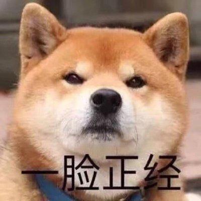二哈柴犬卡通头像主人