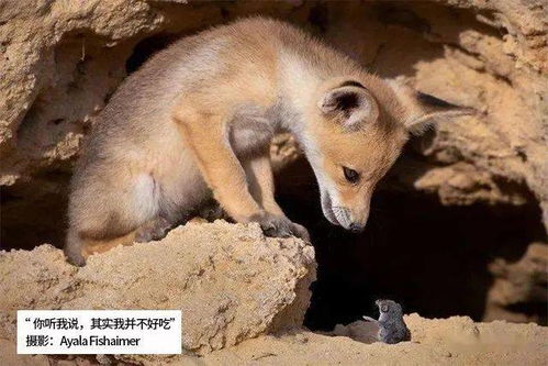 我们参与城市发展,也推动野生动物保护