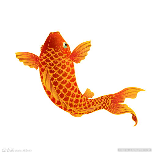 锦鲤金鱼插画国潮素材
