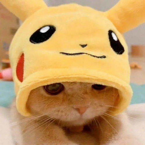 可爱猫咪头像躲在云层里的星星都在发光你也要加油啊