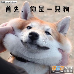 真叫狗头大搞笑表情包只做你的舔狗柴犬表情包下载乐游网游戏下载