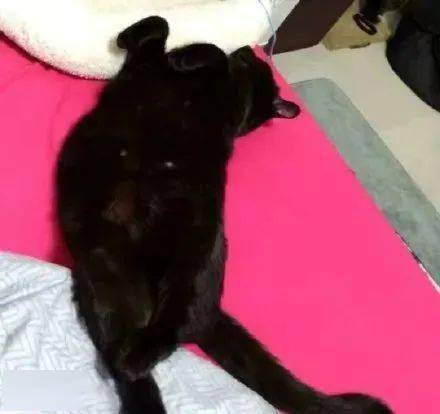 睡姿各种销魂的招财猫猫,太萌了