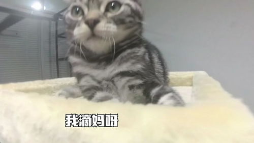主人在猫咪快睡着的时候发出声音进行干扰,猫咪的反应太搞笑了