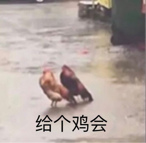 搞笑斗图表情包精选20张
